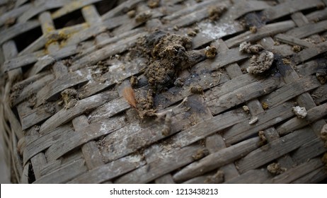 Poultry Manure Images Stock Photos Vectors Shutterstock