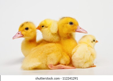 Chicken And Duck On White Background