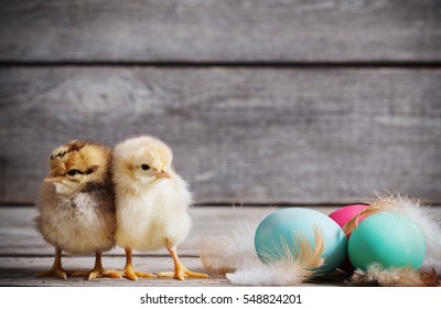 chicken with Easter eggs on wooden background