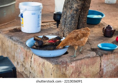 A Chicken Eating Some Cow Feet I The Yard Of A Village In Botswana