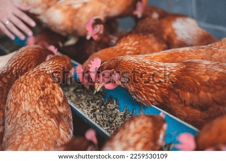Chicken are eating worms. Feeding protein for chicken. Concept of Eco-friendly Food industry or Eco organic chicken farm, free cage. Local farm or agriculture.  [[stock_photo]] © 