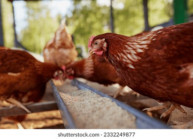 chicken eats feed and grain at eco chicken farm, free range chicken farm