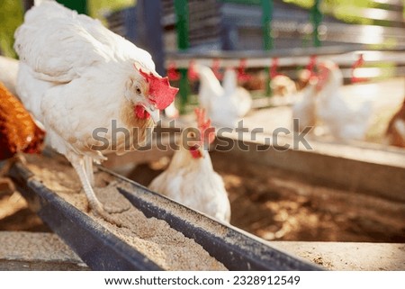 chicken eats feed and grain at eco chicken farm, free range chicken farm