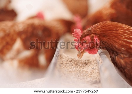 chicken eats feed and grain at eco chicken farm, free range chicken farm