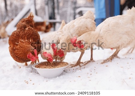 chicken eats feed and grain at an eco-poultry farm in winter, free-range chicken farm