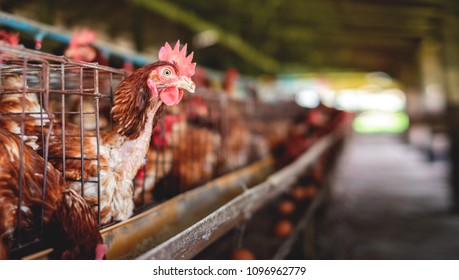 The chicken egg farm or Factory Chicken egg production. Agricultural Business
