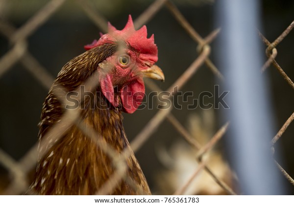 Chicken Egg Hatching Villagers Raising Eggs Arkivfoto Rediger Na 765361783