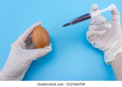 476 Pregnant chicken Images, Stock Photos & Vectors | Shutterstock