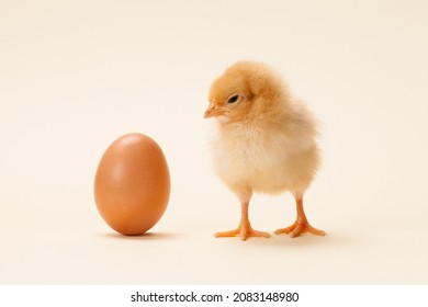 Chicken And Egg Isolated On Fawn Background, Which Comes First?