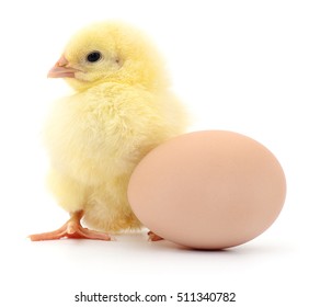 Chicken and egg isolated on white background.
