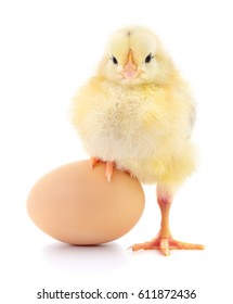 Chicken and egg isolated on white background.