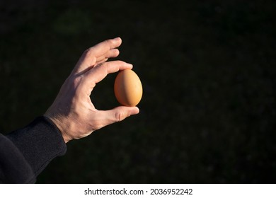 Chicken egg in a man's hand with dark background ig good light.