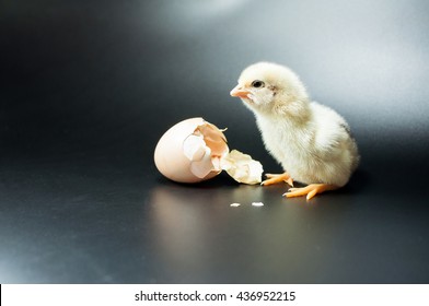 Chicken with Egg Shell