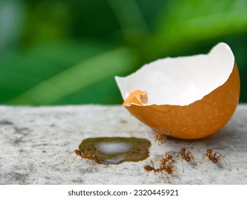 chicken egg shells infested with red ants.