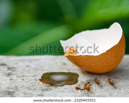chicken egg shells infested with red ants.