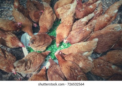 Chicken Eggs Are Eating Food.
Of Napier Grass