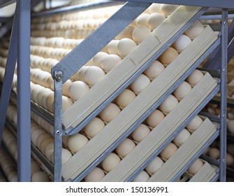 Chicken Eggs in Incubator