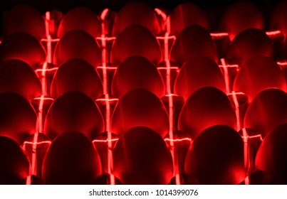 chicken eggs, lie under infrared rays in an incubator close-up