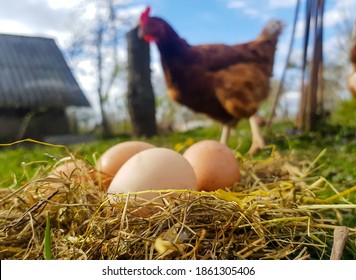 Chicken eggs in a nest of hay. A hen stands in the background of the nest. Photo from mockup