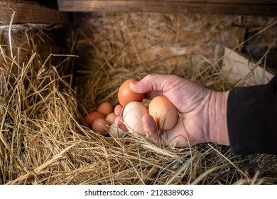 chicken eggs in the nest. Small household. Chicken coop in the village. A man takes chicken eggs from the nest. High quality photo