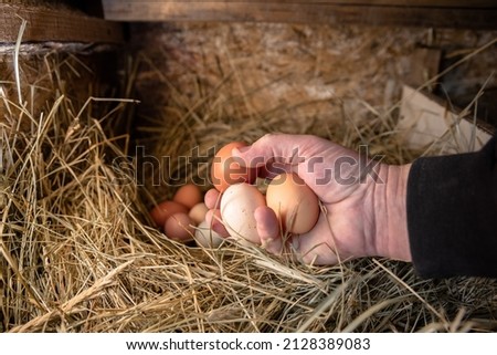 chicken eggs in the nest. Small household. Chicken coop in the village. A man takes chicken eggs from the nest. High quality photo