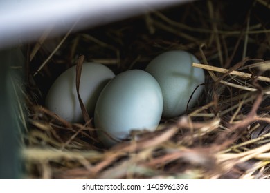 Chicken Eggs In Nesting Box