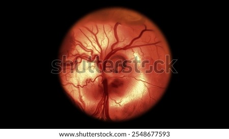 Chicken embryo under a microscope, on the fifth day of development. Visible blood vessels