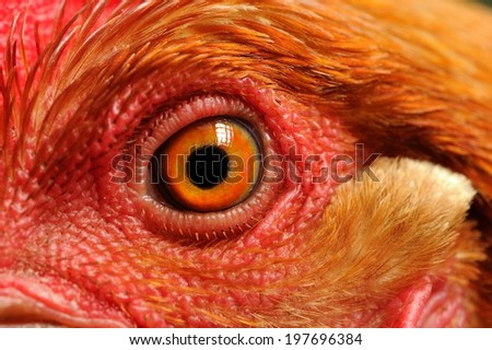 Chicken Eye Close-Up