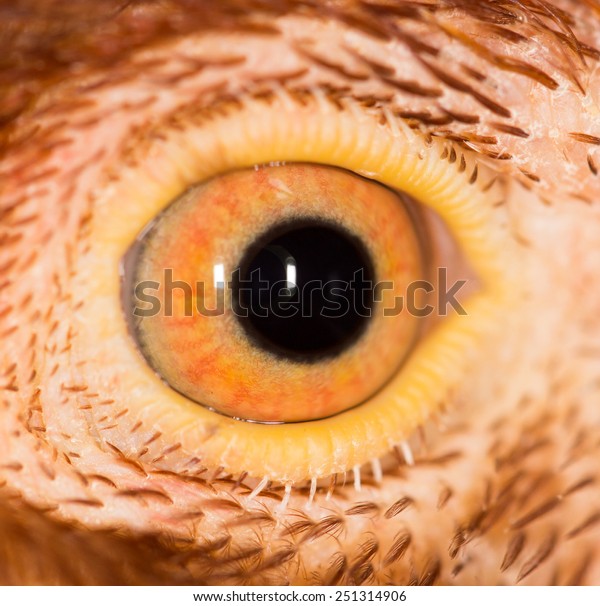 Chicken Eye Closeup Animals Wildlife Nature Stock Image