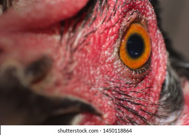 1000 Chicken Eye Stock Images Photos Vectors Shutterstock