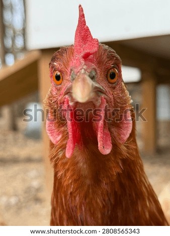 Chicken face close up cluck
