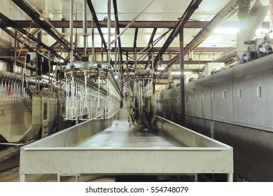 Chicken Factory Line. Standard Equipment Slaughterhouse And Poultry Processing. Suspended Conveyor Receiver For Stunning Poultry Current Bathroom.