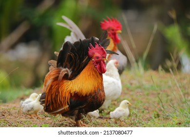 Chicken Family Foraging In The Garden