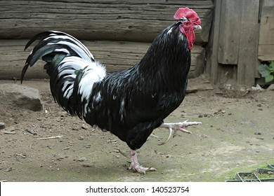 Bigblack tuppar