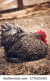 Chicken In A Farm Animal Sanctuary, UK