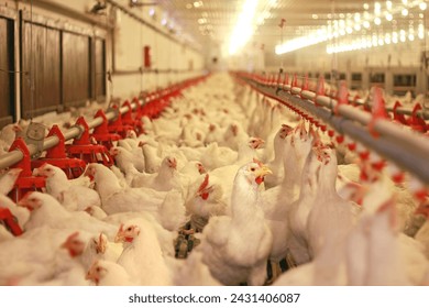 Chicken farm, eggs and poultry production. Chickens drink water and eat. Close up - low angle view - Powered by Shutterstock