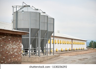 Chicken Farm With A Feed Silo Tank. Silos For A Chicken Farm. Agricultural Tank For The Storage Of Feed. Hree Grain Bins On An Chicken Ranch. 