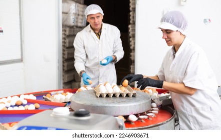 Chicken farm female employee sorts and labels fresh chicken eggs - Shutterstock ID 2246903671