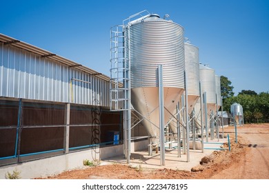 Chicken farm grain storage silos for the storage of poultry feed under blue sky