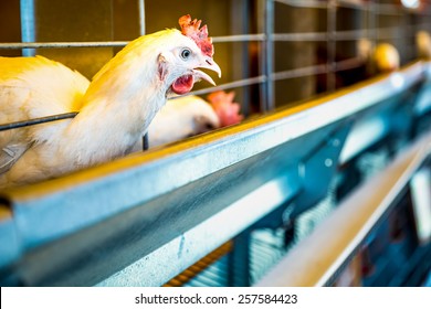 Chicken in farm incubator or coop. Farmland industry