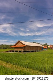 Chicken Farm Located Between Farmers' Rice Fields