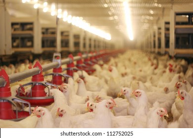 Chicken Farm, Poultry