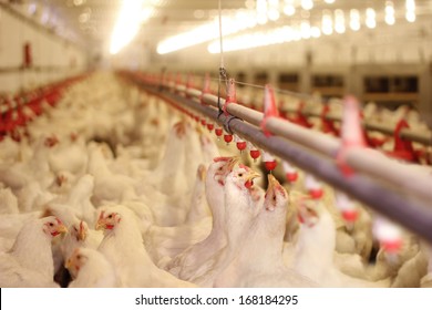 Chicken Farm, Poultry