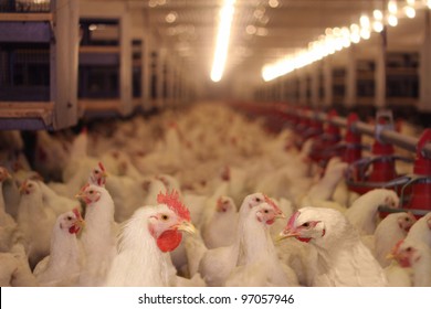 Chicken Farm, Poultry