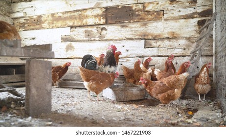 Broody Hen Images Stock Photos Vectors Shutterstock