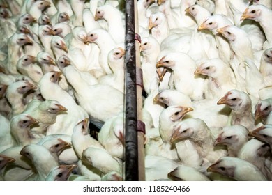 Chicken Farm, Poultry with selective focus in Santa Catarina State, Brazil