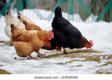 Chicken farm. Rural chicken farm stable with lots of chickens walking outdoors on a winter day. Beautiful laying hens in the winter in the yard. - Powered by Shutterstock
