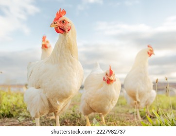 Chicken, farming and agriculture on grass, field or outdoor for free range eating, organic or sustainable farm. Poultry, birds or animal for protein, meat or pet in nature together for sustainability