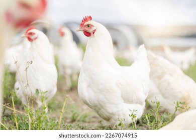 Chicken farming, animals and background field for sustainable production, agriculture growth and food ecology. Poultry farm, birds and environment in countryside for eggs, protein and land in nature - Powered by Shutterstock