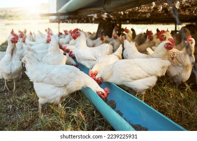 Chicken, farming and poultry on farm for agriculture, livestock and animal feed, nature and outdoor field. Sustainability, growth and green grass with free range birds, organic and natural food. - Shutterstock ID 2239225931